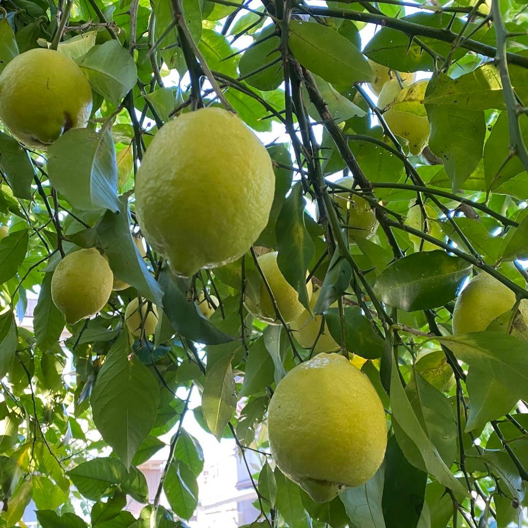 【特大】もぎたて　農薬不使用レモン　2/7.8（土日）収穫発送予定 有機肥料