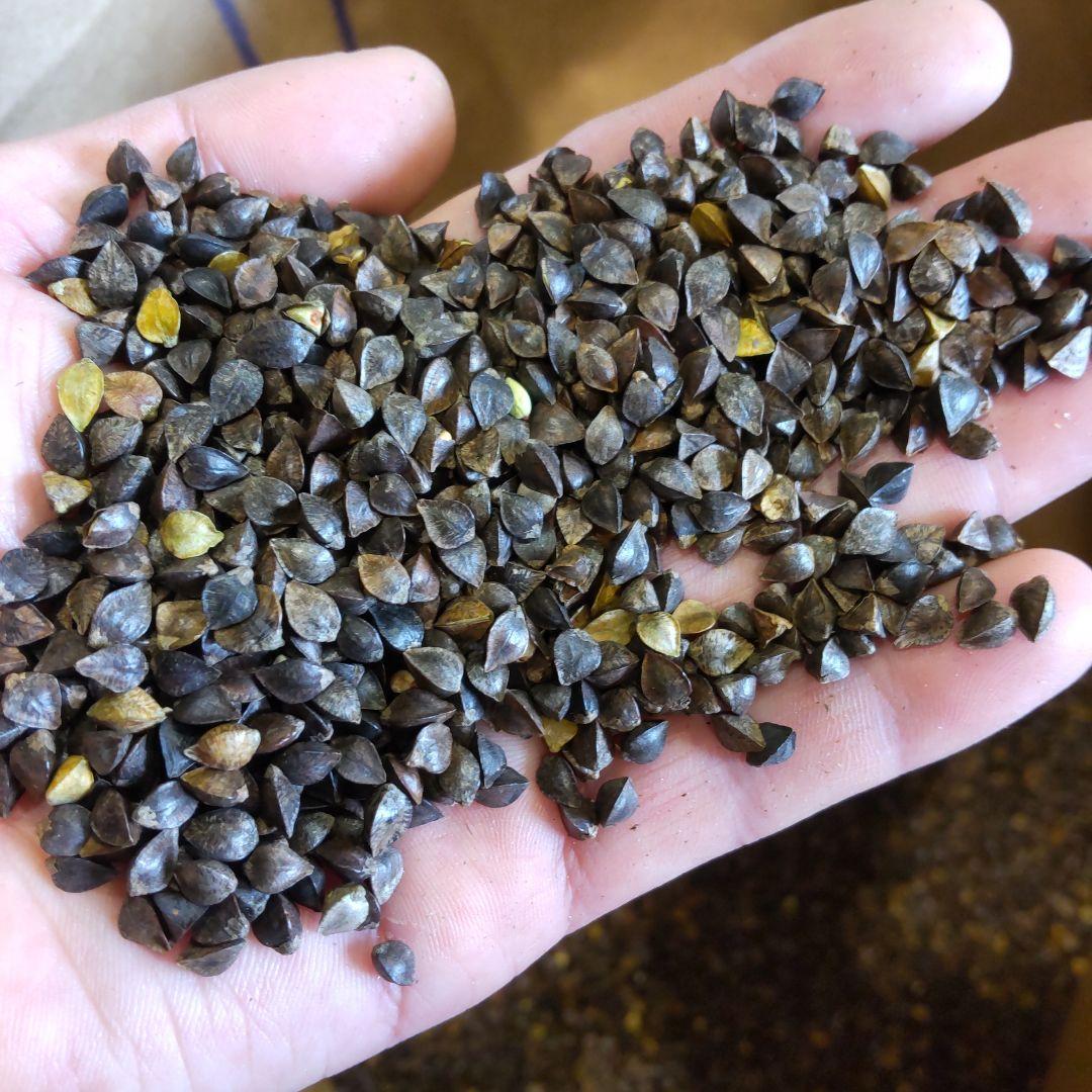 令和7年度　福島県産　玄蕎麦　24 kg⑦