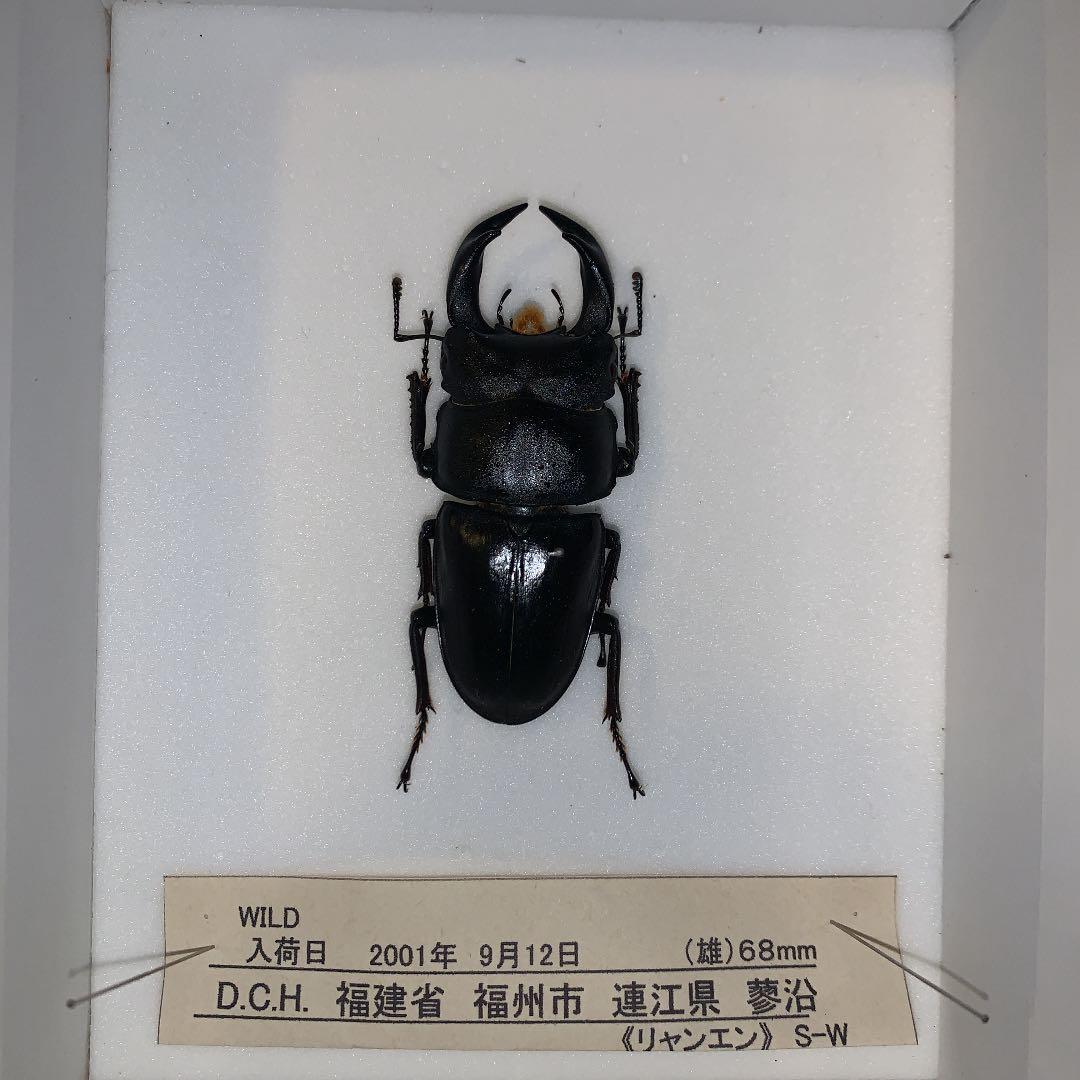 D.H.Hホペイ(ホーペ)オオクワガタ野外品