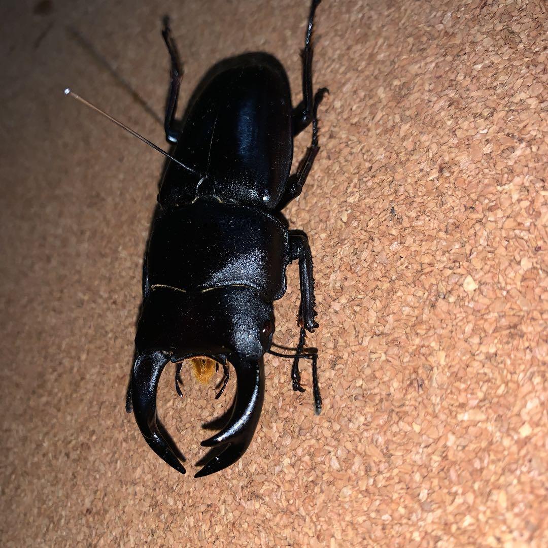 D.H.Hホペイ(ホーペ)オオクワガタ野外品