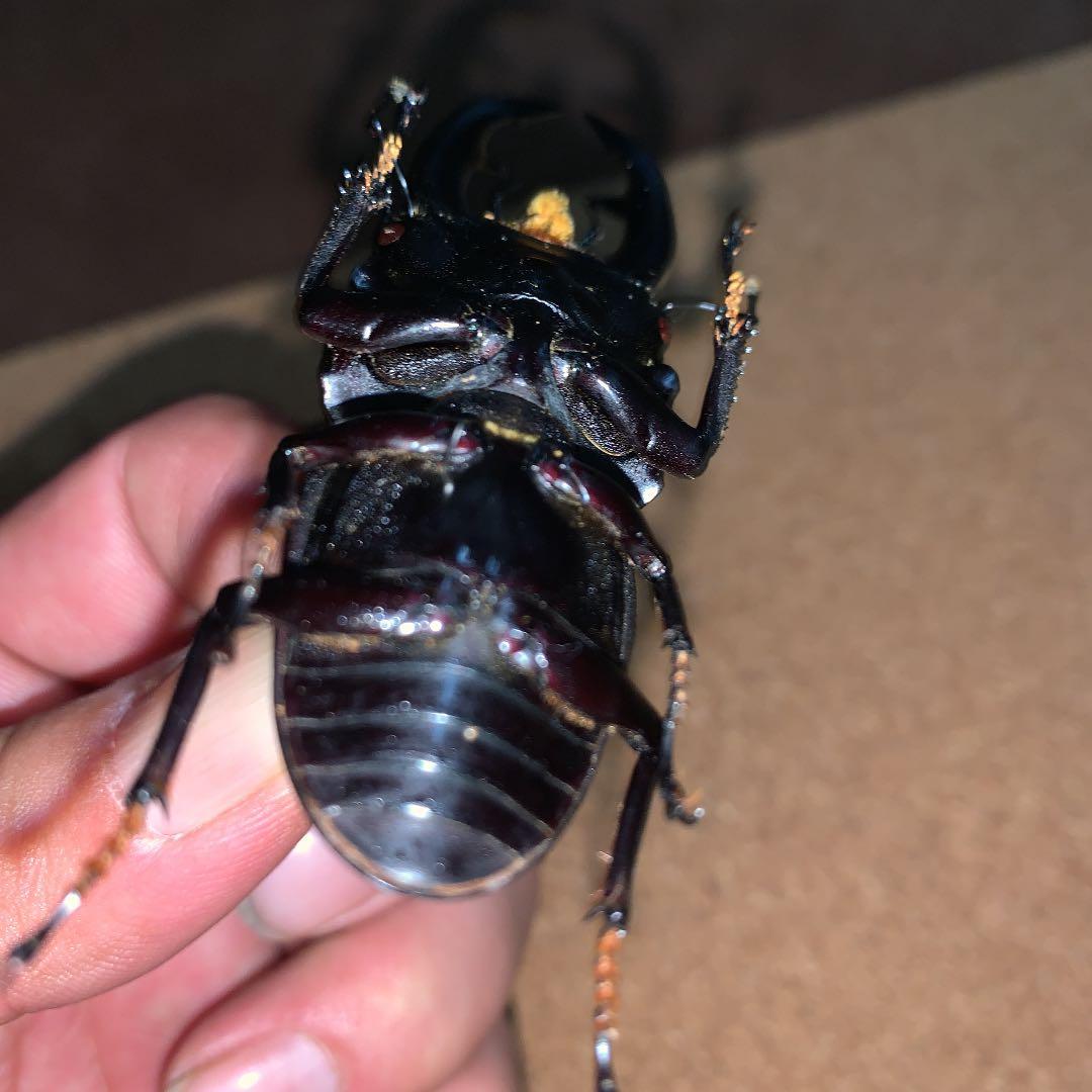 D.H.Hホペイ(ホーペ)オオクワガタ野外品