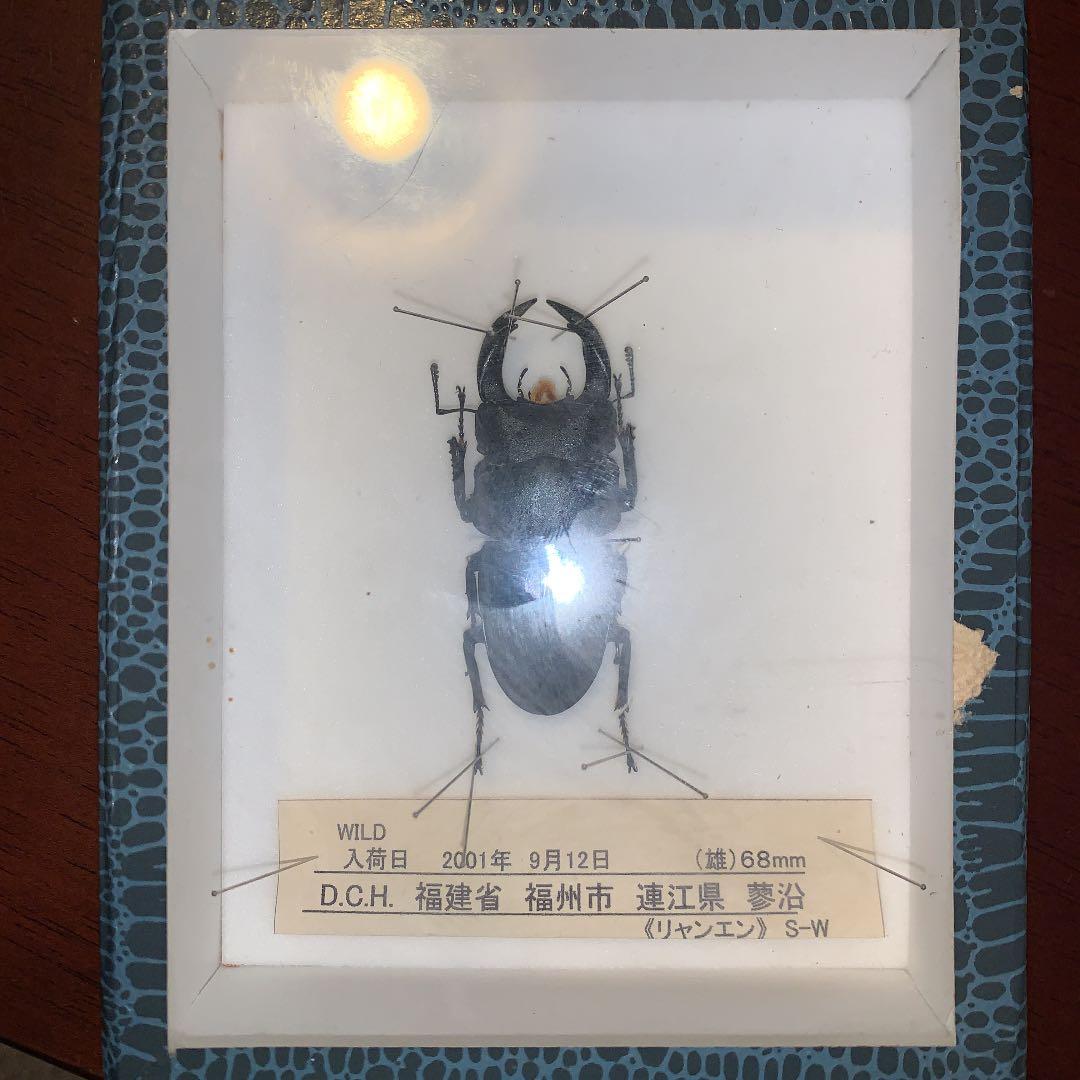 D.H.Hホペイ(ホーペ)オオクワガタ野外品