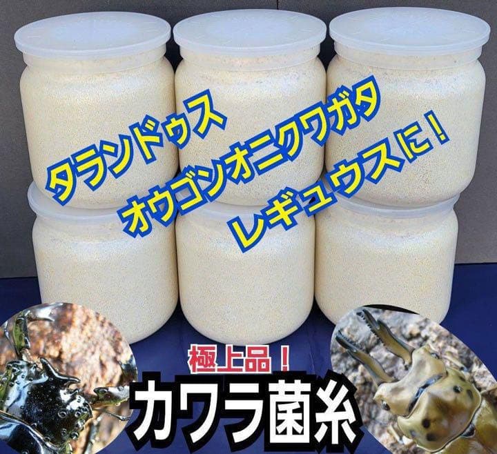 極上！カワラタケ菌糸瓶【6本】特殊アミノ酸強化配合！タランドゥス・オウゴンオニに