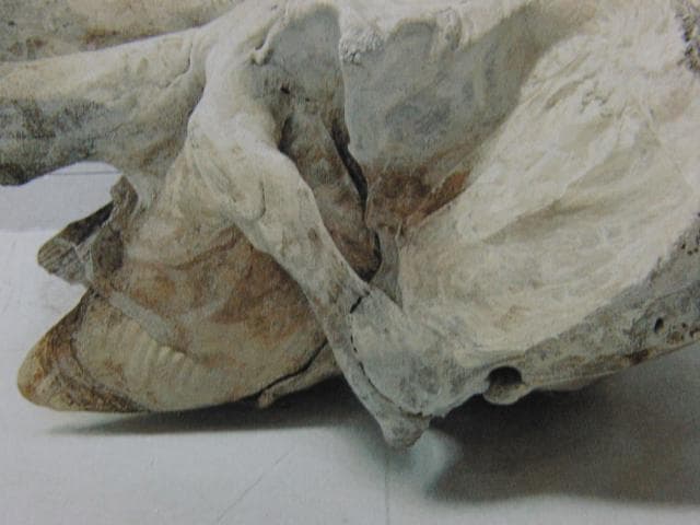 野田弘志、TOKIJIKU （非時）XVI Elephant 2、希少な画集より