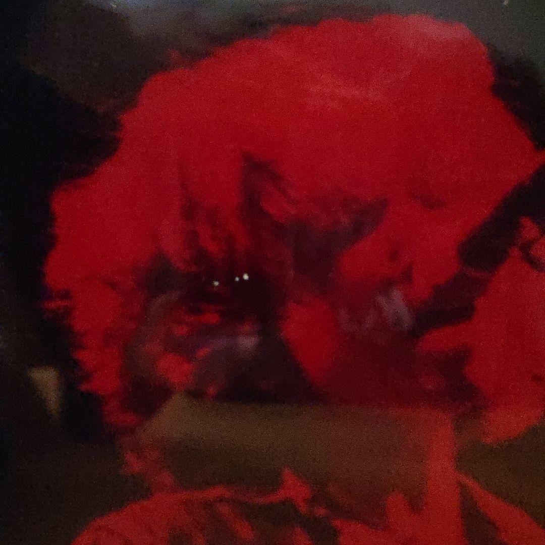 浅井健一 フジロック2000 ポートレート 激レアアイテム