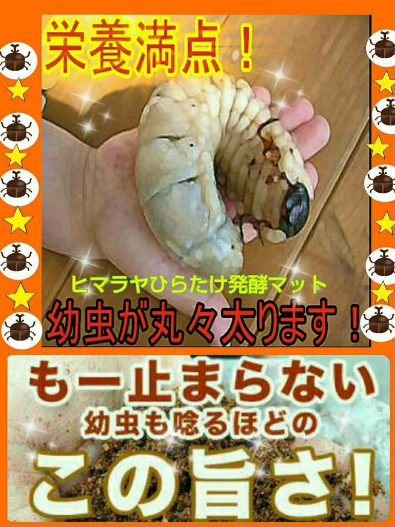 デカクなりすぎ注意！ヒマラヤひらたけ発酵マット　産卵にも！増量200リットル