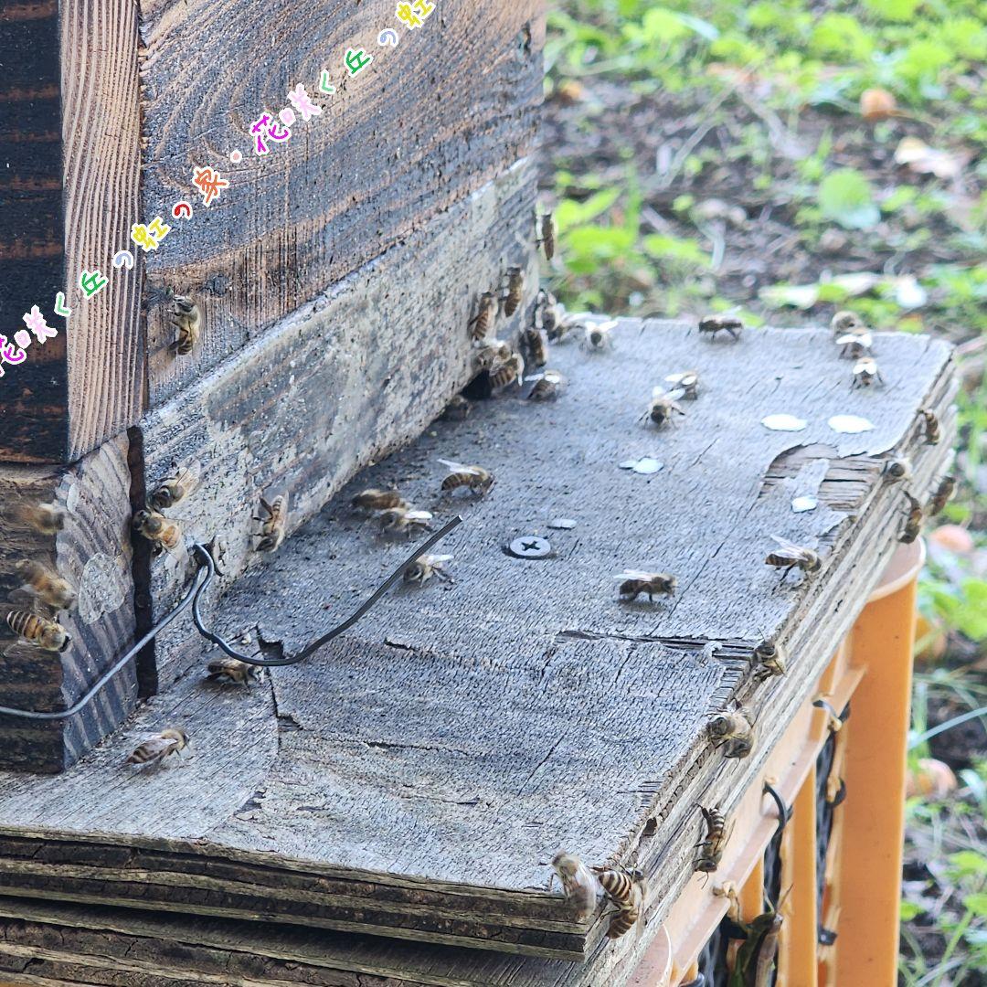 ビニーおまとめページ◇　日本蜜蜂　百花蜜　5.5㎏