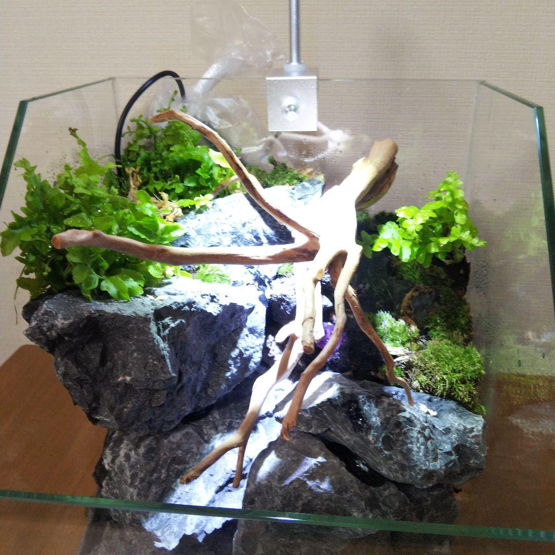 【受注生産】アクアテラリウム