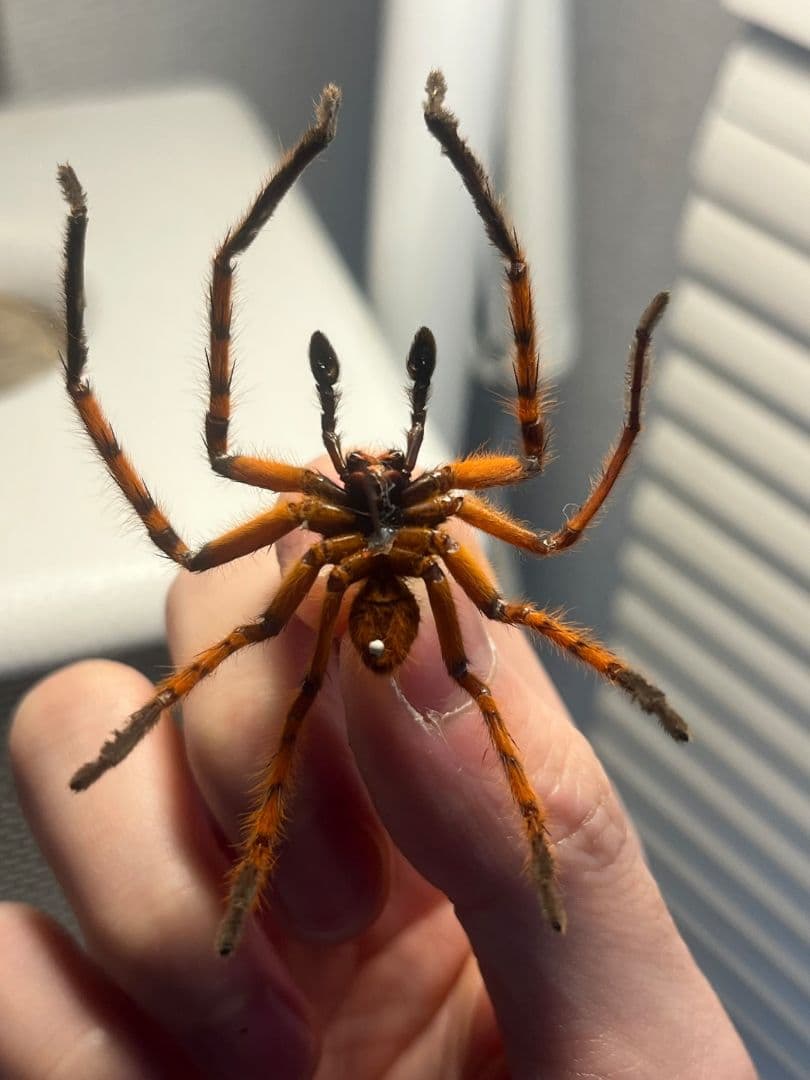 【標本】ラスティレッドハンツマン トゥルースパイダーマンティスムカデセンチピード