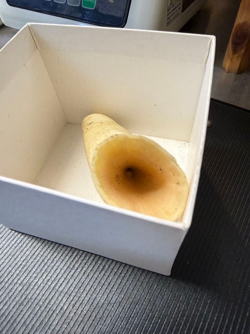 ★ 鯨歯 マッコウクジラ 印材や工芸品に
