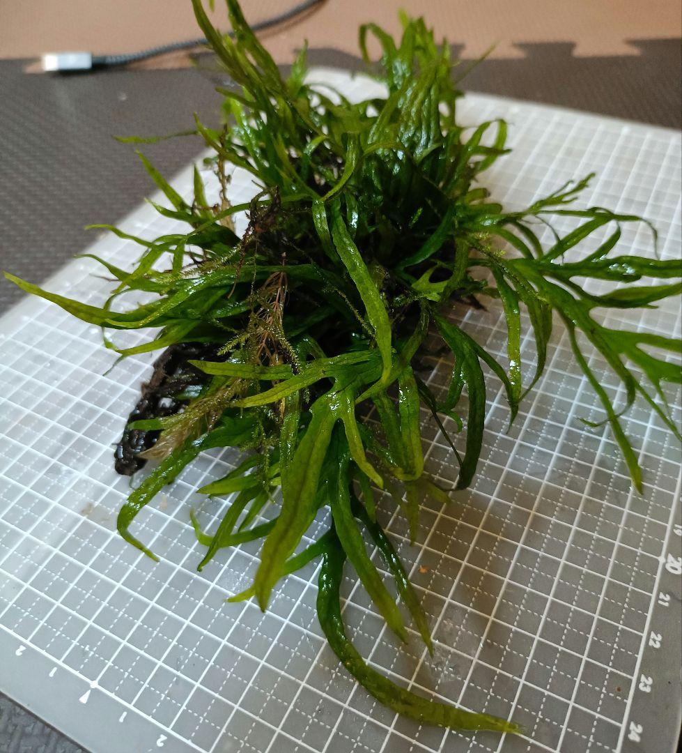 ミクロソリウム　トライデント まとめ売り