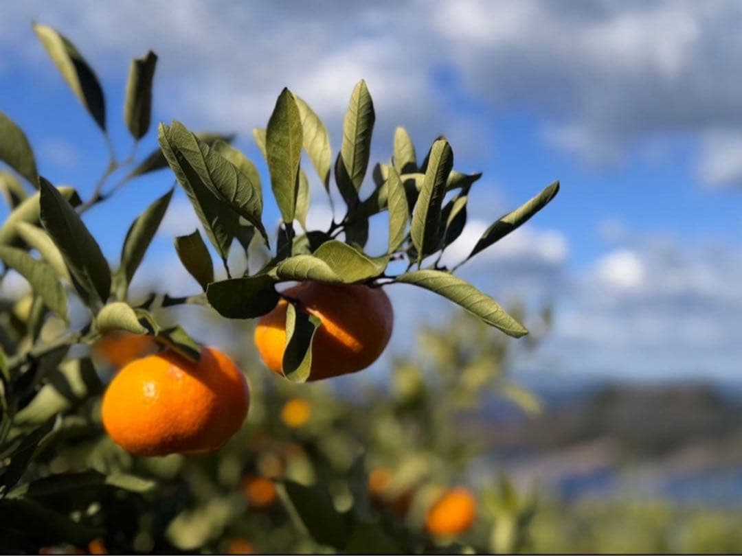 ⑥温州みかん 樹熟大坊みかん 秀品(贈答品同様)2S、Sサイズ10kg