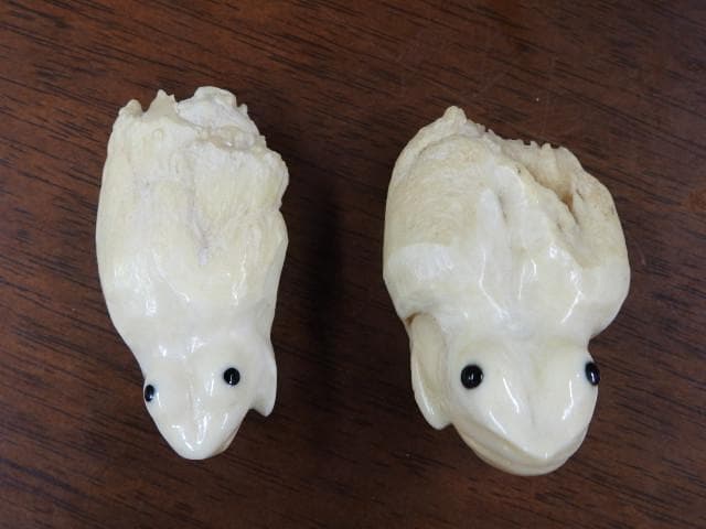 マッコウクジラ歯　カエル彫　M702