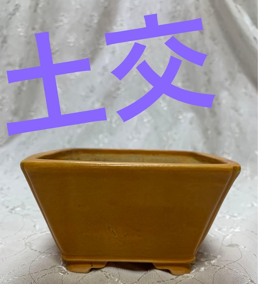 土交　正方　深め　盆栽鉢