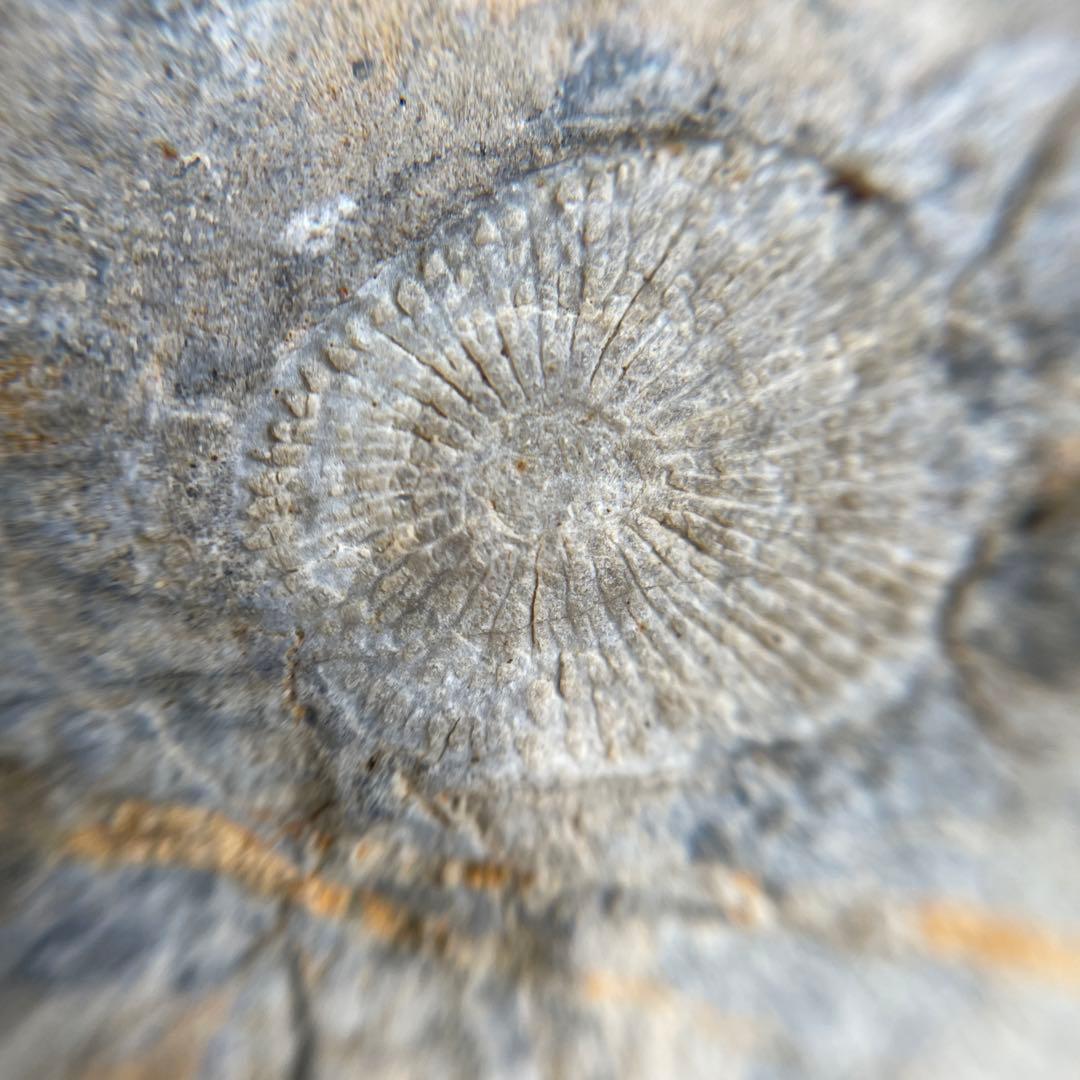 蛇体石　ミケリニア　化石