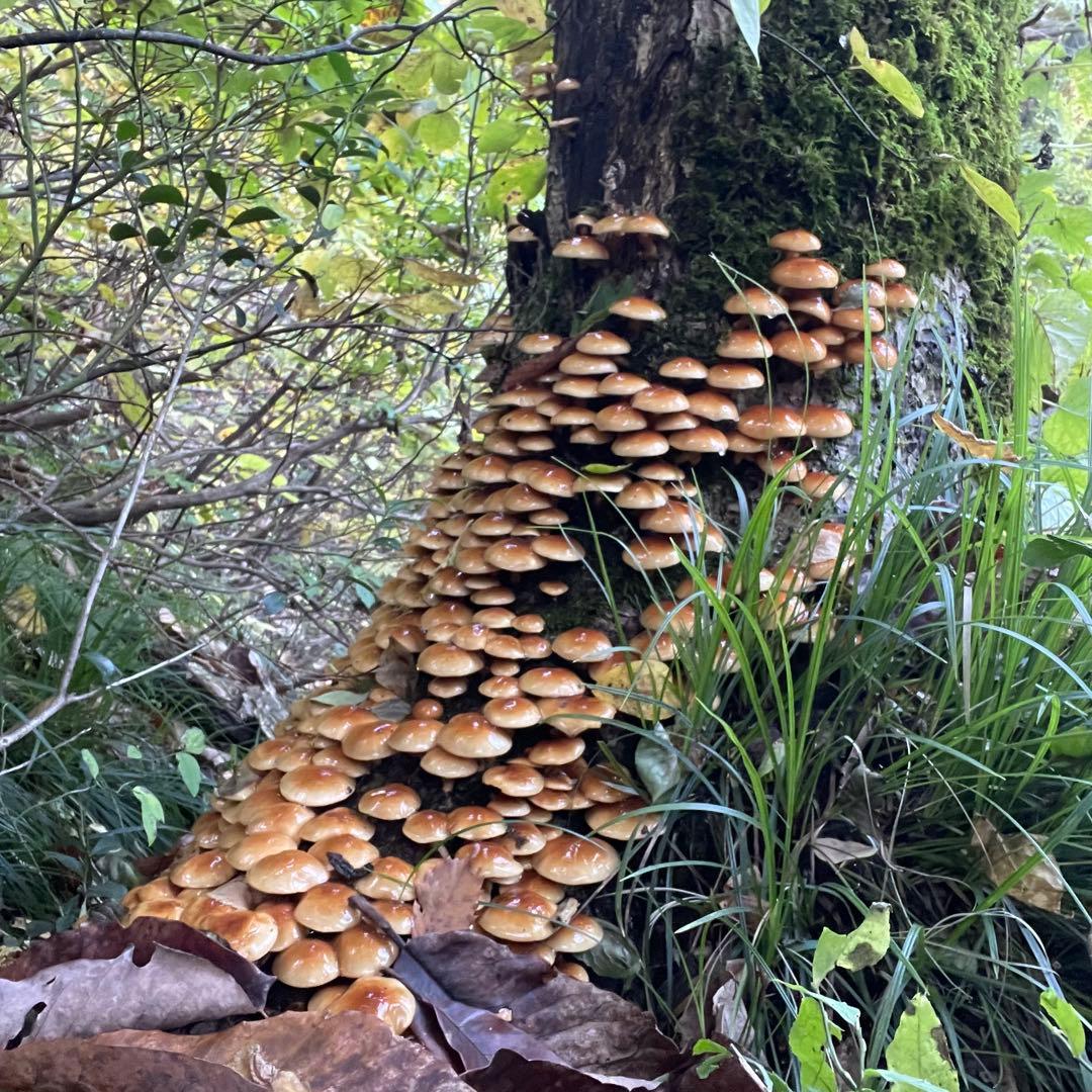 天然なめこ 新鮮 山形県産 きのこ 大自然の凛さん採取 その130
