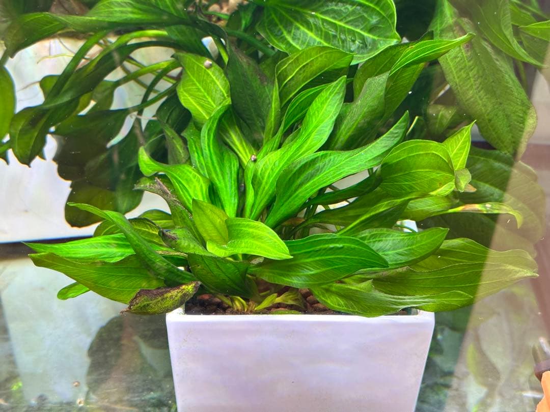 エキノドルス sp サターン　大株　3株まとめ　色鮮やかなグリーン