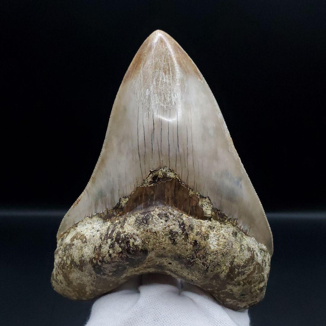 極上 メガロドン 歯 化石 本物 インドネシア 127.05mm mg8