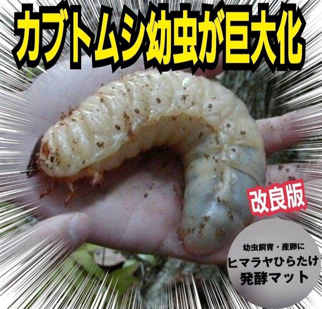 カブトムシ幼虫が大きくなります！発酵マット【たっぷり50リットル】雑虫わきません