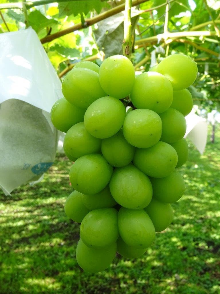 coco様向け商品　　　 クール便送料込み　15,500円