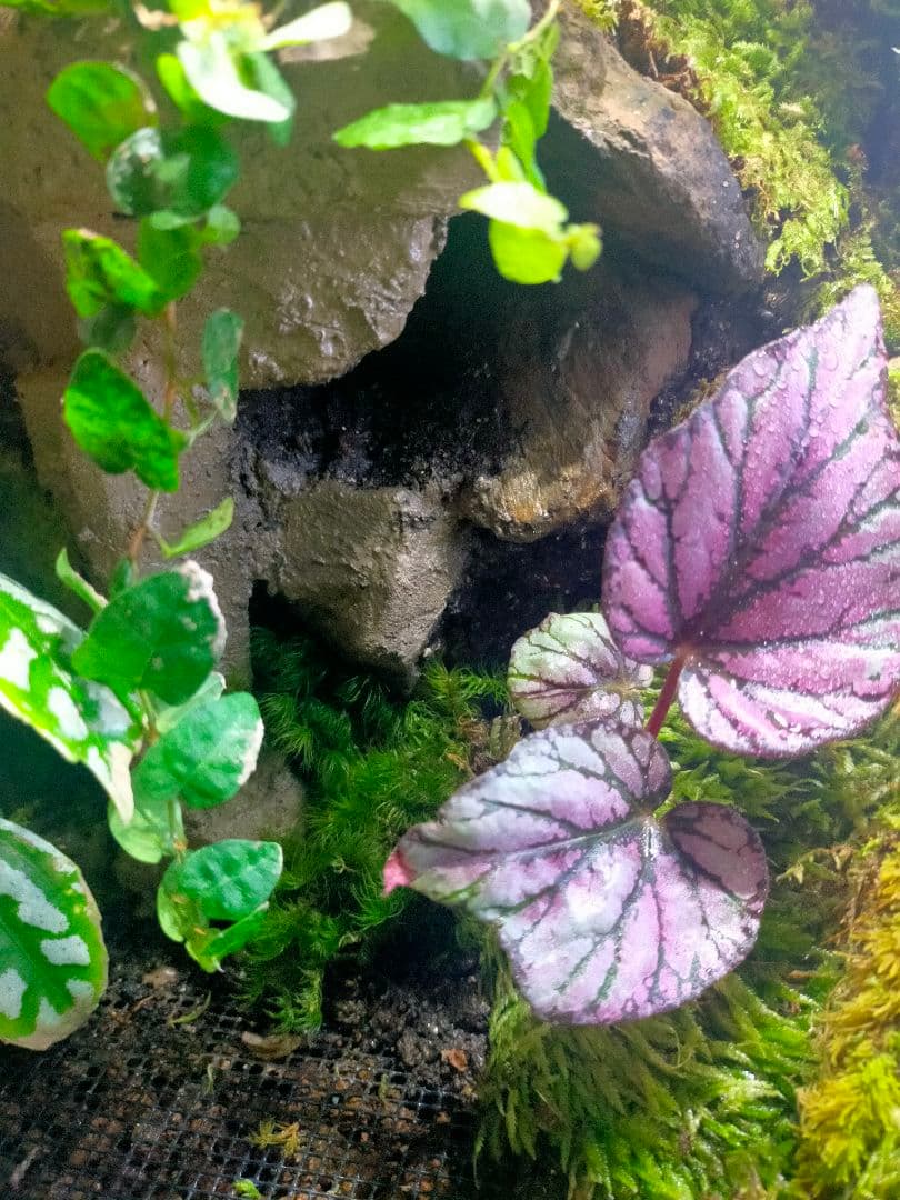 天然苔テラリウムケージ完成品、隠れ家や渡り棒付き、カエル、イモリなど