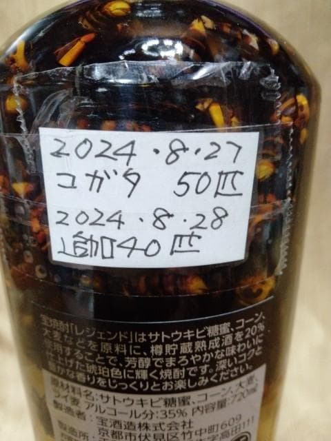 昆虫サンプル2　コガタスズメバチ　90匹　in アルコール35％