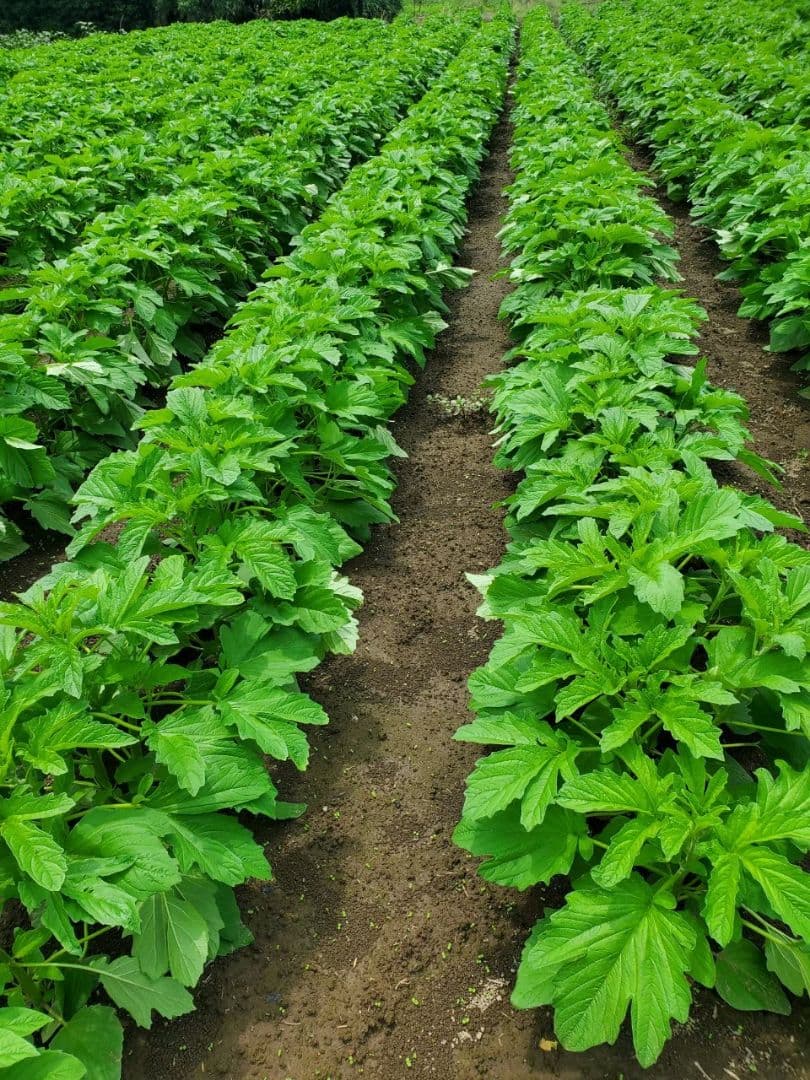 国産金ごま(生ごま)２ｋｇ