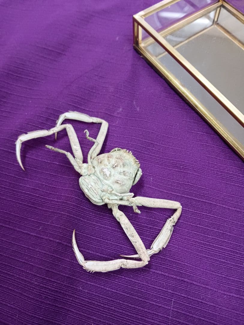 源平合戦古戦場讃岐屋島壇ノ浦周防下関檀之浦戦い平家武者怨霊海底人面蟹標本品