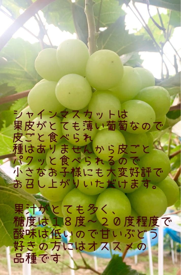 ママ4房入2箱岡山県産種なしシャインマスカット4kg