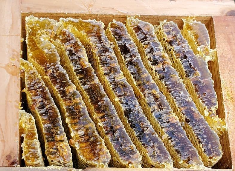 No.19　★日本蜜蜂のはちみつ★1200g(1瓶)