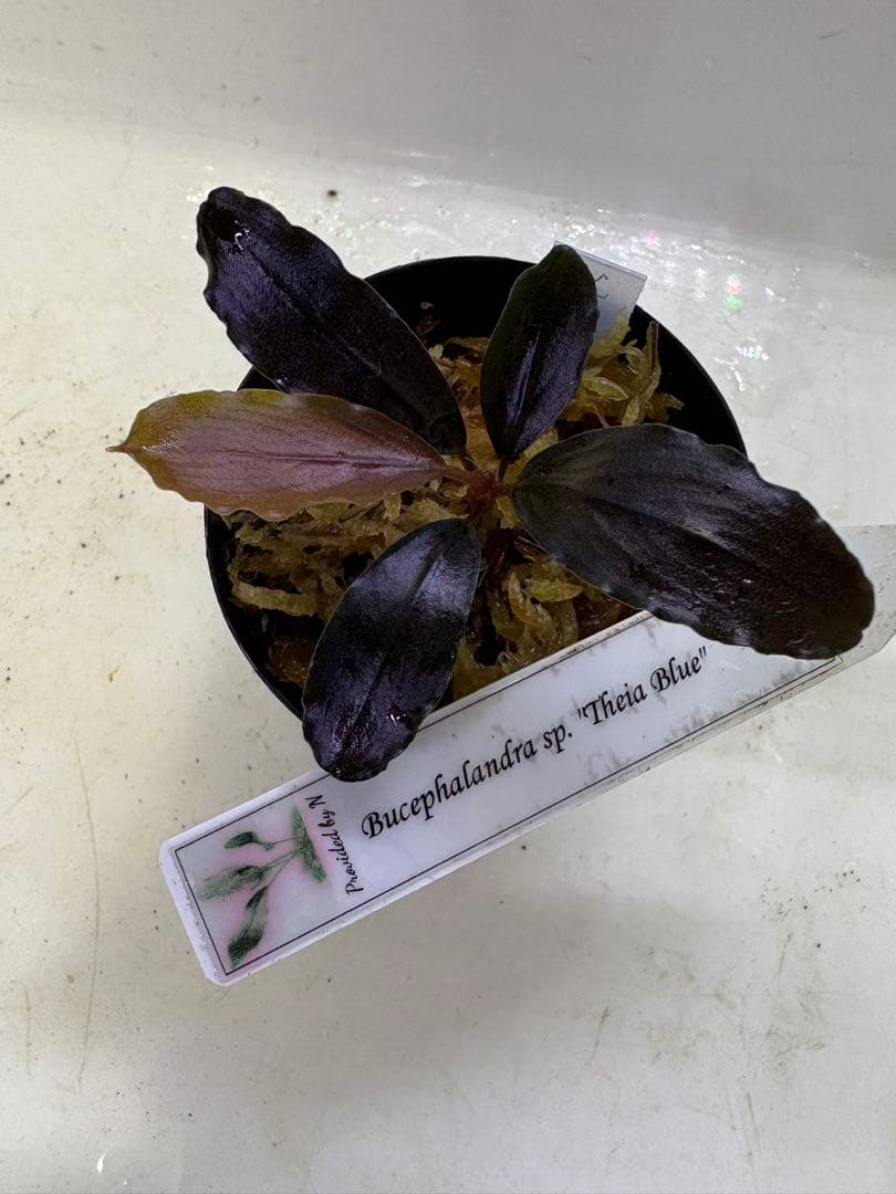 y*t様 Bucephalandra sp. Theia Blue