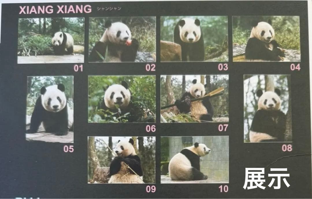 上野 パンダ 春節祭 ブラインドピンナップポスター シャンシャン