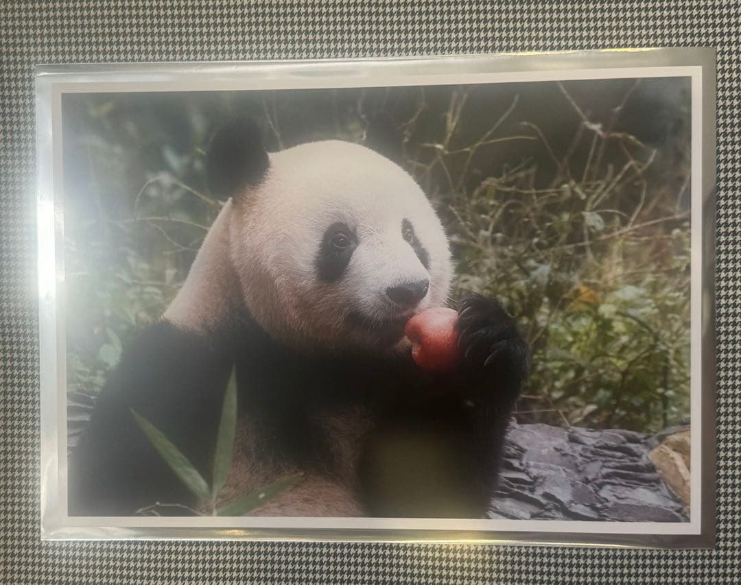 上野 パンダ 春節祭 ブラインドピンナップポスター シャンシャン