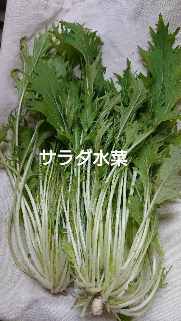 冬野菜、御所柿セット奈良県産