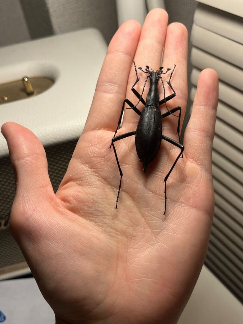 【蝸牛被最大種】フクエマイマイカブリ ホンマイマイカブリ 昆虫標本