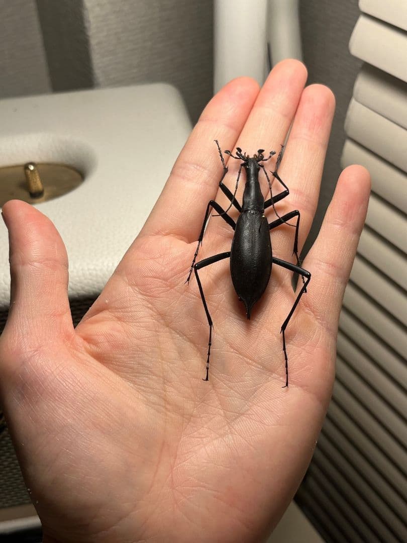 【蝸牛被最大種】フクエマイマイカブリ ホンマイマイカブリ 昆虫標本