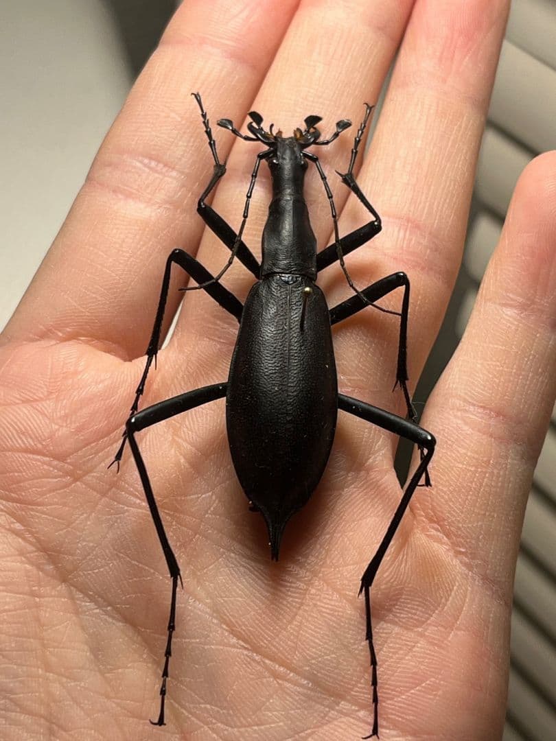 【蝸牛被最大種】フクエマイマイカブリ ホンマイマイカブリ 昆虫標本