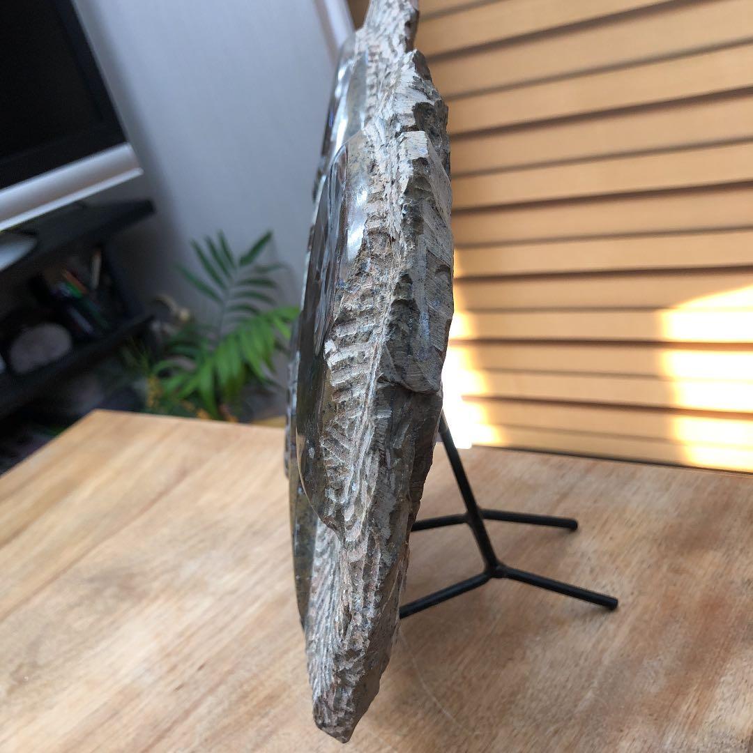 ゴニアタイトアンモナイトと直角石