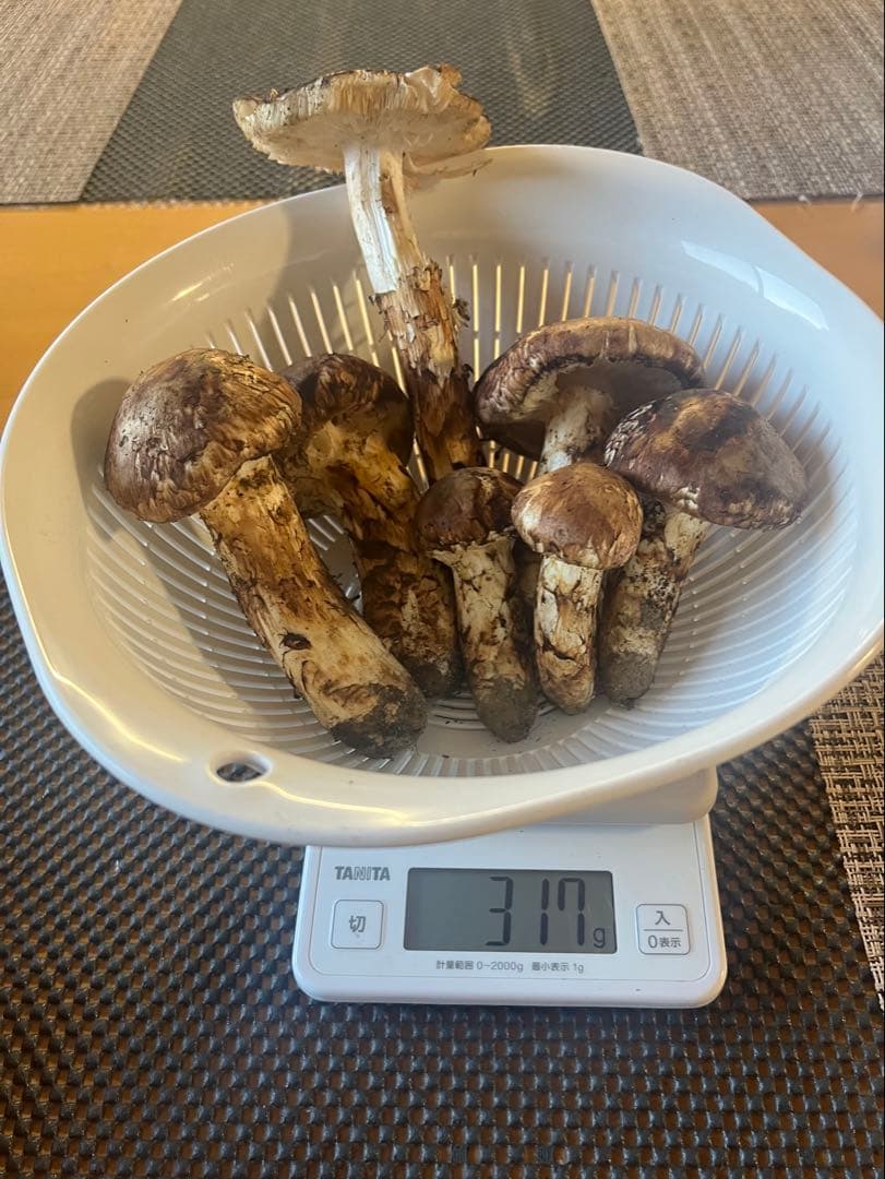 岩手県産宮古　松茸　317g 10/4午後採れたて　10/6午前までの販売　格安