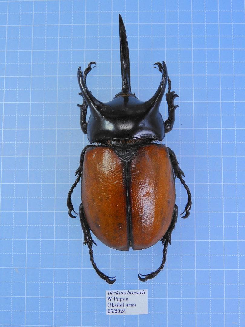 パプア産　サンボンヅノカブト　特大　78mm