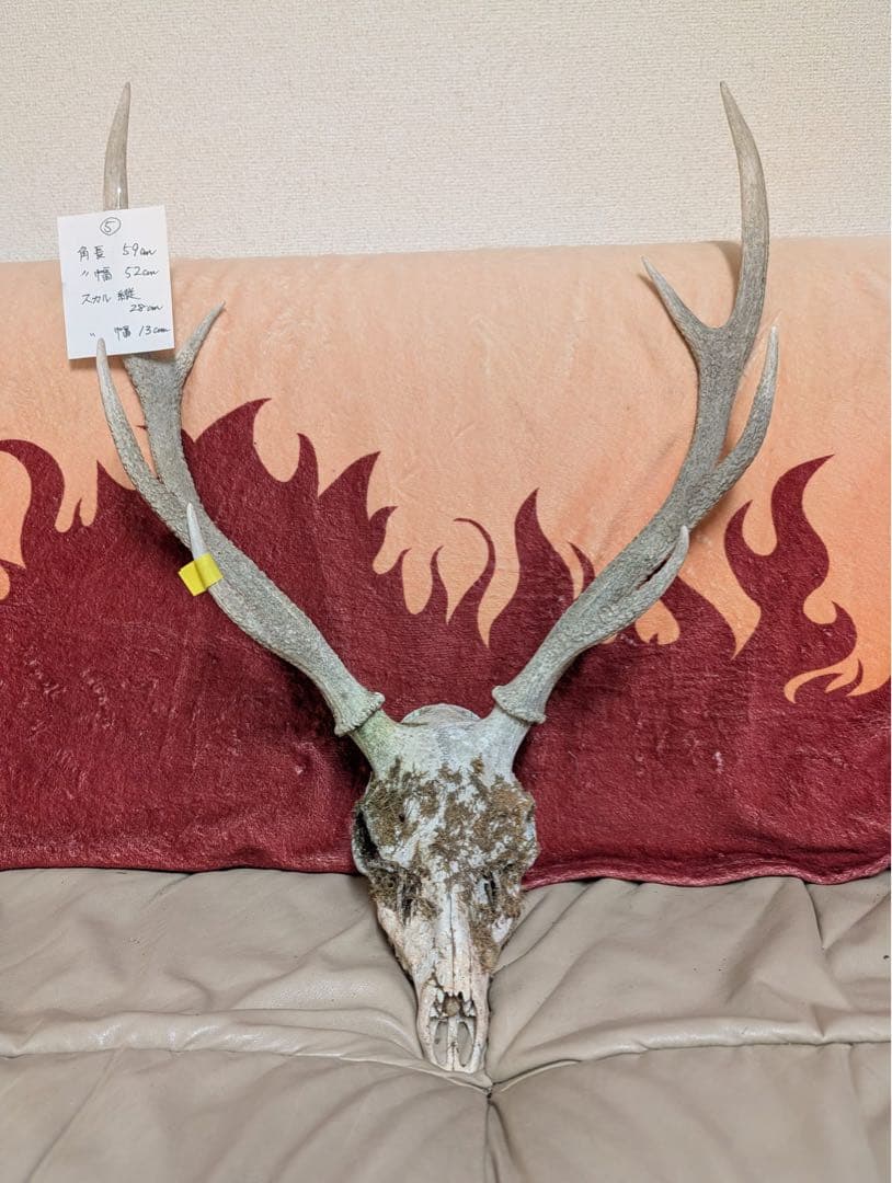 【19個限定】下栗の里　日本鹿　スカル　No.5