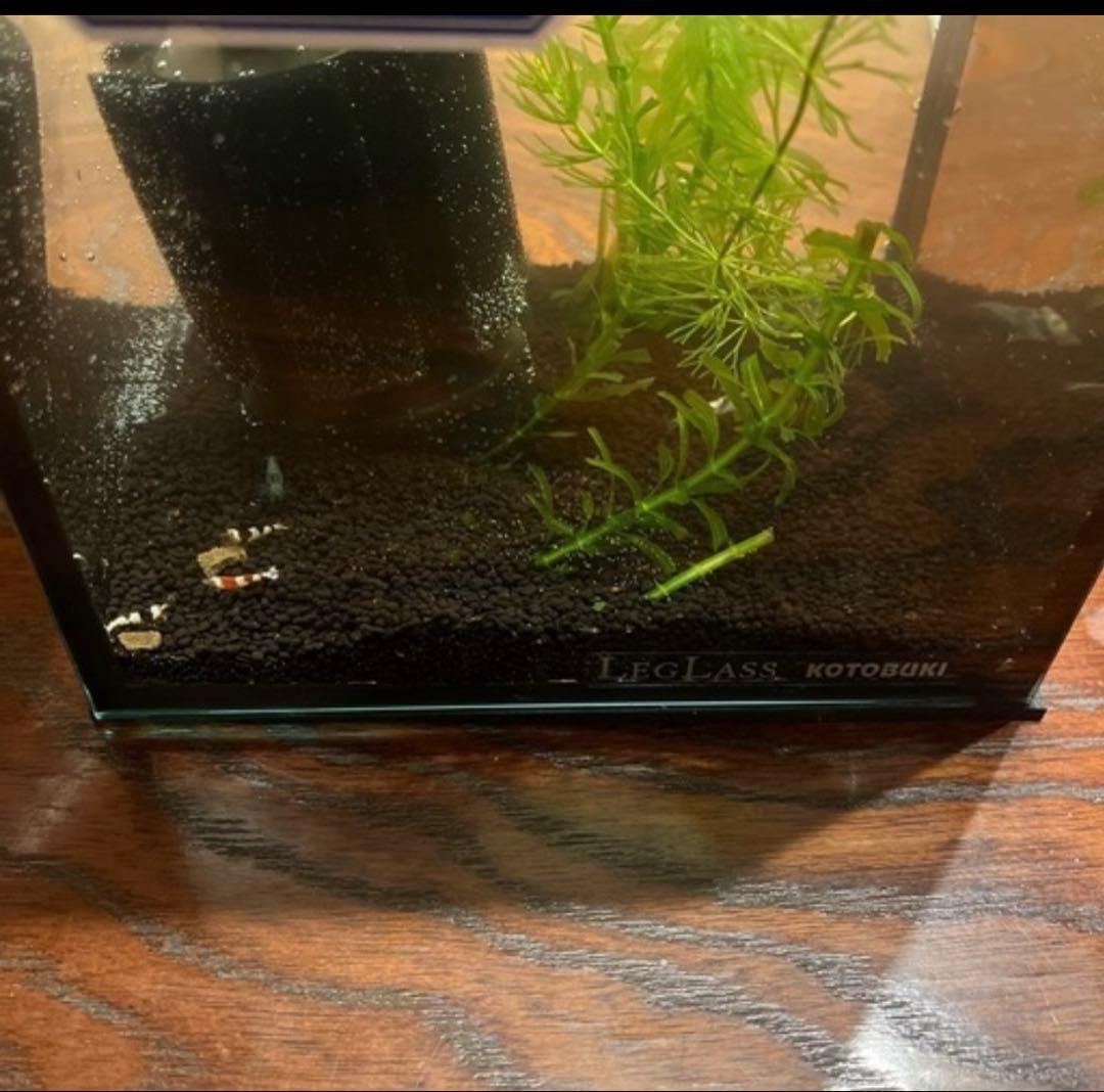 フレームレス水槽 スポンジ式ポンプ 水草 カルキ抜き