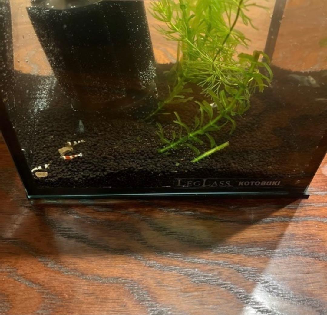 フレームレス水槽 スポンジ式ポンプ 水草 カルキ抜き