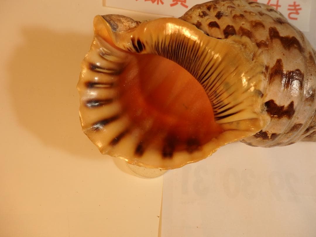 法螺貝 約38㎝ 木製歌口,新品 MH-480