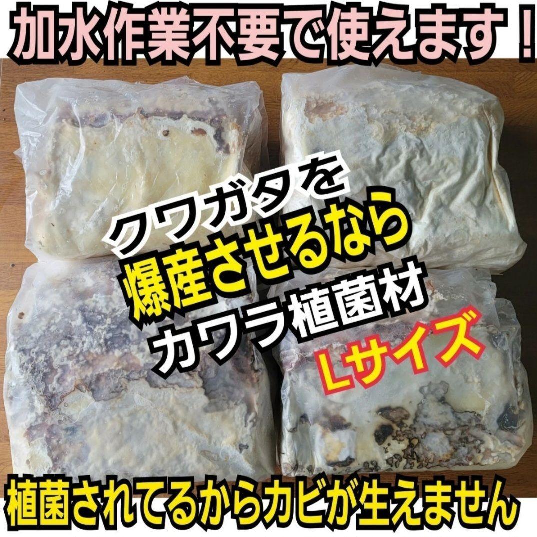 6本セット！クワガタの産卵木はコレが最強！　カワラ植菌材【特大Lサイズ】