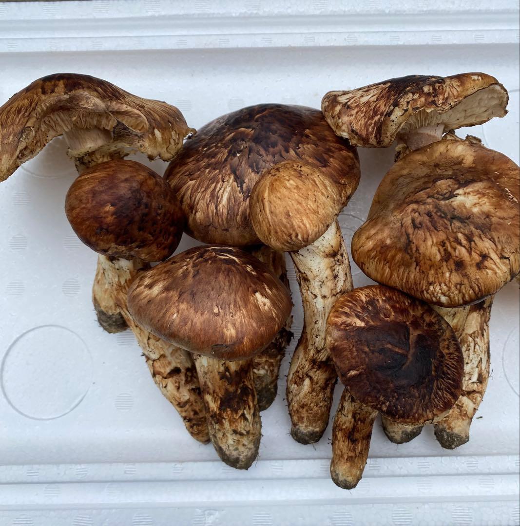 岩手県産松茸10/19日朝収穫（約640g）最終