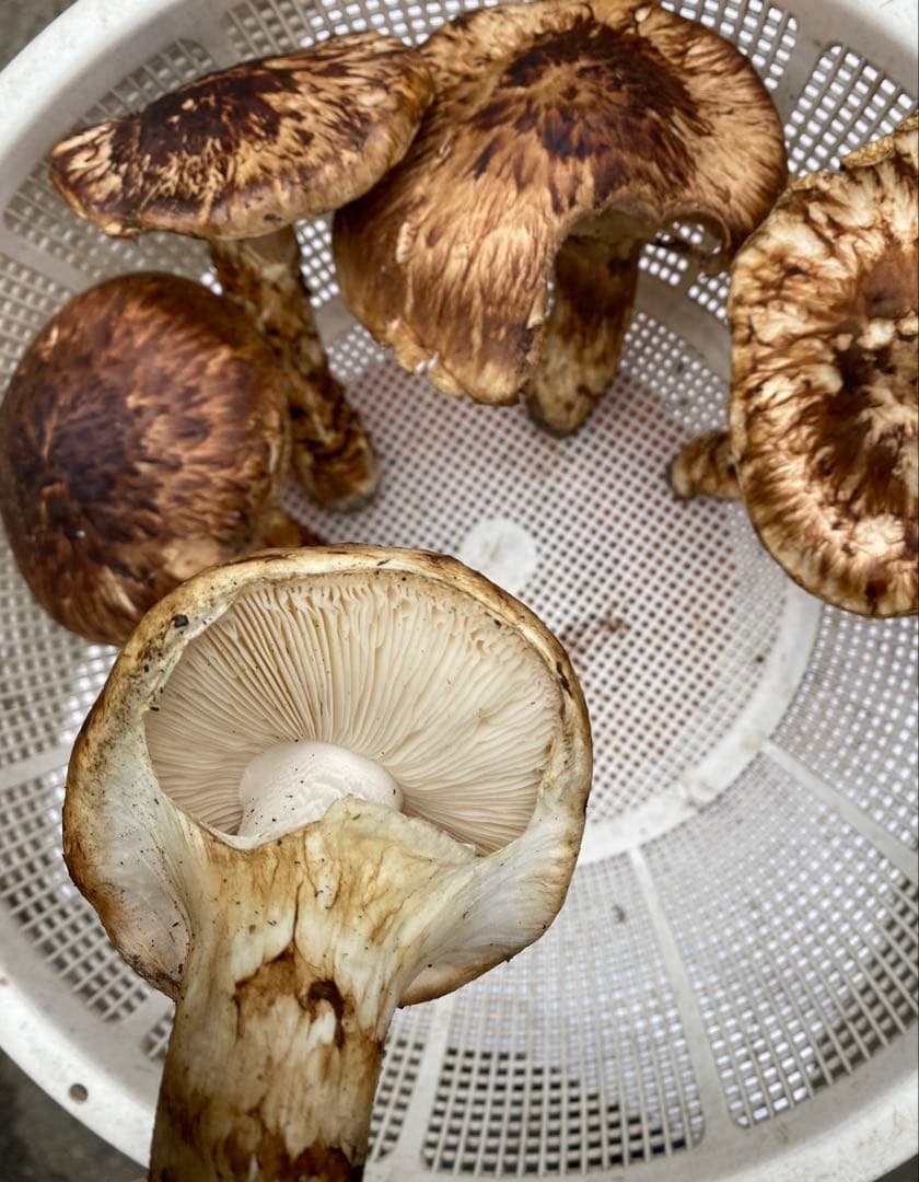 岩手県産松茸10/19日朝収穫（約640g）最終