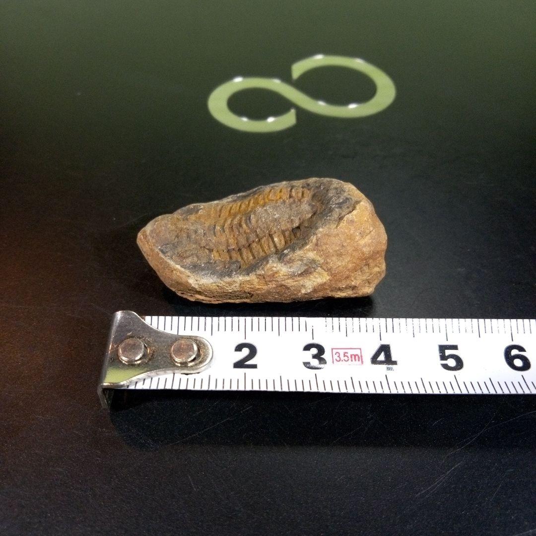 三葉虫　化石　fossil　ボリビア産　トライロバイト　三葉虫個体③