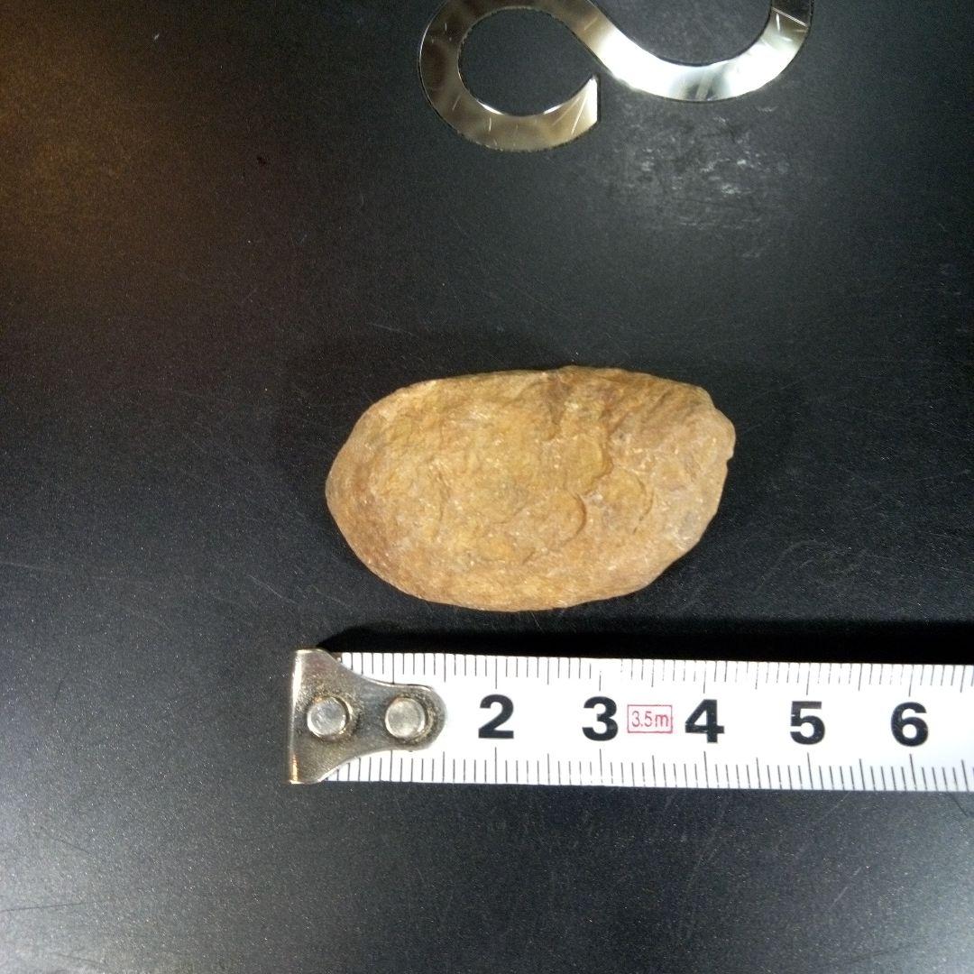 三葉虫　化石　fossil　ボリビア産　トライロバイト　三葉虫個体③