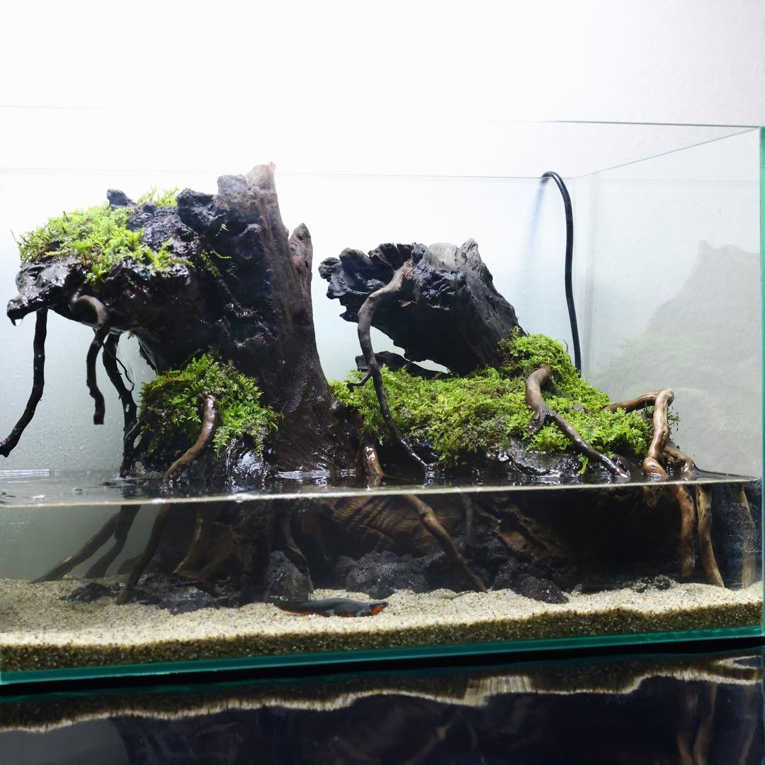 格安レイアウト水槽　イモリウム　アクアテラリウム